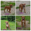 American Staffordshire Terrier - 8