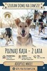Pilne!!Kaja ok 2 let.wyjątkowa sunia czeka na dom Kotomysz - 3