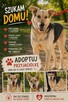 Pilne!!Kaja ok 2 let.wyjątkowa sunia czeka na dom Kotomysz - 4