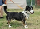 Niskopodwoziowy towarzyski Johny - 7