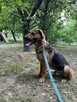 Alarm!! Laki ok 5 let.wspaniały pies czeka na dom Kotomysz - 4