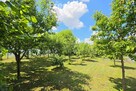 Dom z dużym ogrodem w centrum | 930 m² działki - 6