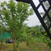 Ogródek działka rekreacyjna ROD LOTNIK Altanka - 15