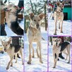 Pilne!!Kaja ok 2 let.wyjątkowa sunia czeka na dom Kotomysz - 2