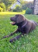 Czekoladowy Labrador Retriever szczenię - 5