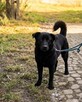 RIKO - roczny wulkan miłości szuka domu! Kotomysz - 3