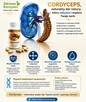 Cordyceps – naturalne wsparcie energii, witalności i zdrowia! - 1
