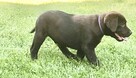 Czekoladowy Labrador Retriever szczenię - 4