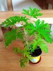 Geranium pachnące cytrynką - 14