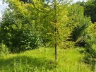 działka rekreacyjna - 3