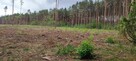 Działka leśna 2,42 ha po całkowitym wyrębie - 2