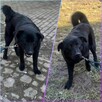 RIKO - roczny wulkan miłości szuka domu! Kotomysz - 2
