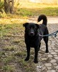 RIKO - roczny wulkan miłości szuka domu! Kotomysz - 4