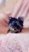 Yorkshire terrier chłopczyk xs - 5