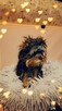 Yorkshire terrier piesek - 7