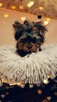 Yorkshire terrier piesek - 2
