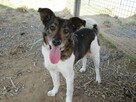 Lola do adopcji