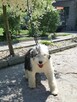 Owczarek Staroangielski Bobtail - 2