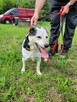 Balu do pilnej adopcji - 5