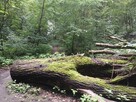 Wycieczkę rowerową do zamku w Czersku (k. Warszawy) - 9