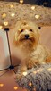Yorkshire terrier złoty 2kg - 4