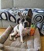 Bella - psie serduszko na czterech łapkach - 5