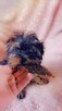 Yorkshire terrier chłopczyk xs - 3