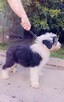 Owczarek Staroangielski Bobtail - 3