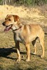 Tofik do adopcji - 3