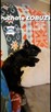 Yorkshire terrier czarny xs - 8