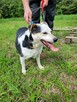 Balu do pilnej adopcji - 3