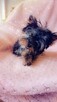 Yorkshire terrier chłopczyk xs - 2