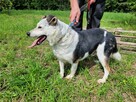 Balu do pilnej adopcji - 2
