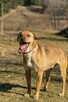 Tofik do adopcji - 6