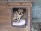Tofik do adopcji