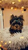Yorkshire terrier piesek - 4