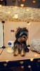 Yorkshire terrier piesek - 6