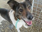 Lola do adopcji - 2