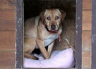 Tofik do adopcji - 4