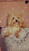 Yorkshire terrier złoty 2kg - 7