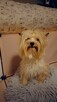 Yorkshire terrier złoty 2kg - 2