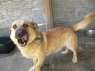 Natanek do adopcji
