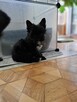 Yorkshire terrier czarny xs - 5