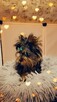 Yorkshire terrier piesek - 5