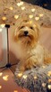 Yorkshire terrier złoty 2kg - 5