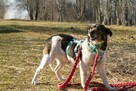 Lola do adopcji - 3