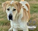 HESTIA- 4 letnia sunia w typie Owczarka czeka na dom Kotomys