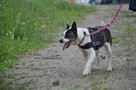 Nuka - suczka w typie amstaffa - 3
