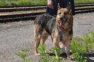 Kora