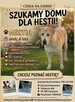 HESTIA- 4 letnia sunia w typie Owczarka czeka na dom Kotomys - 2